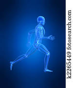 executando, homem, anatomia