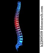 highlighted spine highlighted spine