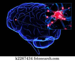 human brain human brain
