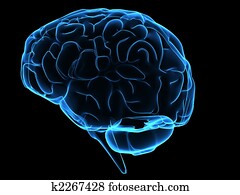 human brain human brain