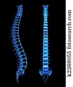 human spine human spine