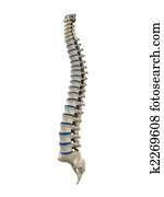 human spine human spine