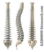 human spine human spine