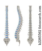 human spine human spine
