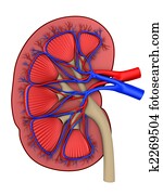 Transverse section of a kidney revealing the internal anatomy. Clip Art