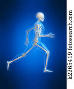 running skeleton running skeleton