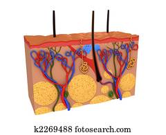 skin cross section skin cross section
