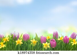 Spring narcissus and tulips flowers in green grass
