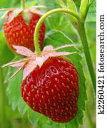 strawberries strawberries