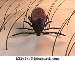tick bite tick bite
