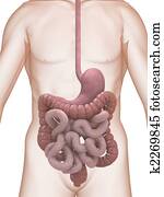 מערכת עכולית