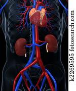 מערכת קרדיוווסקולארית