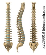 עמוד שדרה אנושי