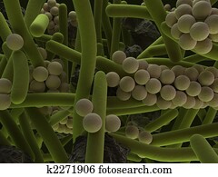 dental plaque dental plaque