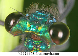 Dragonfly Eyes Dragonfly Eyes