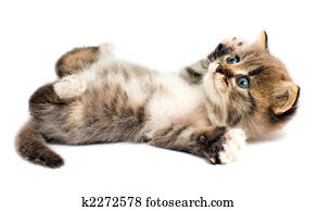 Funny kitten Funny kitten