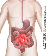 highlighted intestines highlighted intestines