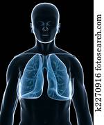 human lung human lung