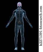 human nerve system human nerve system