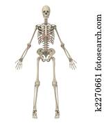 human skeleton human skeleton