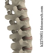 human spine human spine