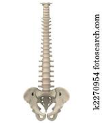 human spine human spine