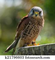 Kestrel, bird of prey
