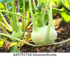 Kohlrabi in the vegetable garden Kohlrabi in the vegetable garden