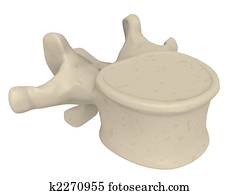 vertebrae