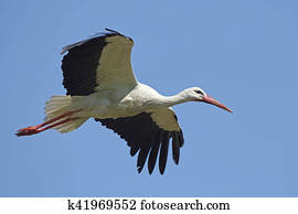 White stork (Ciconia ciconia)