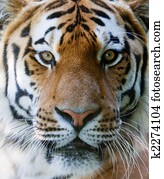 Wild tiger face Wild tiger face