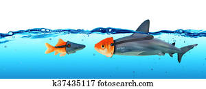 הסתר, בין, כריש, ו, דג זהב