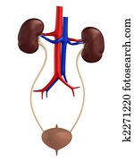 שתני, מערכת