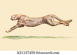 engrave leopard illustration engrave leopard illustration