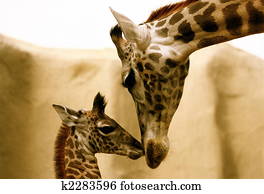 girafas, beijando