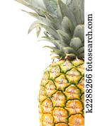 Pineapple Pineapple