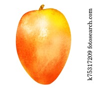 Watercolor mango on white Watercolor mango on white