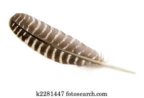Wild Turkey Feather Wild Turkey Feather
