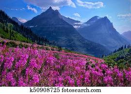 wildflowers, em, prados alpinos, e, rochoso, montanhas.