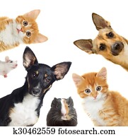 Collection pets Collection pets