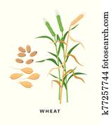 Green wheat plant and ripe wheat crop, cereal grass and grains - vector botanical illustration in flat design isolated on white background. Green wheat plant and ripe wheat crop, cereal grass and grains - vector botanical illustration in flat design isolated on white background.