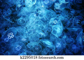 Jellyfish Jellyfish