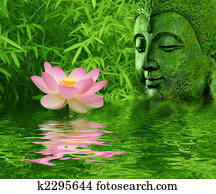 Lotus flower Lotus flower