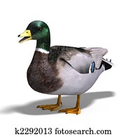 male duck mallard male duck mallard