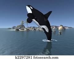 Orca - Killer Whale Orca - Killer Whale