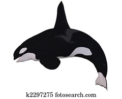 Orca - Killer Whale Orca - Killer Whale