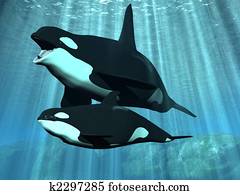 Orca - Killer Whale Orca - Killer Whale