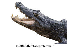 Alligator Isolated on White Alligator Isolated on White