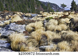 Appalchian Wild Grass