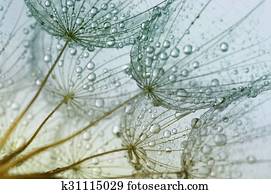 dandelion dandelion